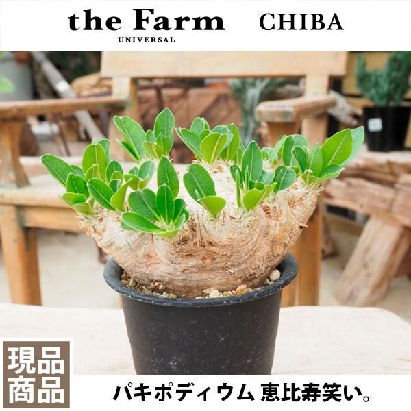 パキポディウム 恵比寿笑いの通信販売・ネットショップ｜観葉植物