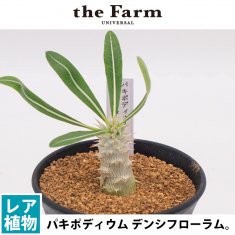 パキポディウム ロスラーツム カクチペスの通信販売・ネットショップ｜観葉植物・多肉植物、塊根植物の通販・ネットショップの『the Farm  UNIVERSAL ONLINE STORE』