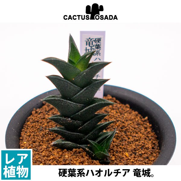 硬葉系ハオルチア 竜城の通信販売・ネットショップ｜観葉植物・多肉植物、塊根植物の通販・ネットショップの『the Farm UNIVERSAL  ONLINE STORE』