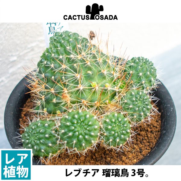 レブチア 瑠璃鳥の通信販売・ネットショップ｜観葉植物・多肉植物、塊根植物の通販・ネットショップの『the Farm UNIVERSAL ONLINE  STORE』