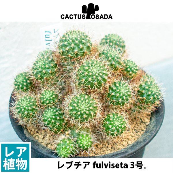 レブチア fulvisetaの通信販売・ネットショップ｜観葉植物・多肉植物、塊根植物の通販・ネットショップの『the Farm UNIVERSAL  ONLINE STORE』