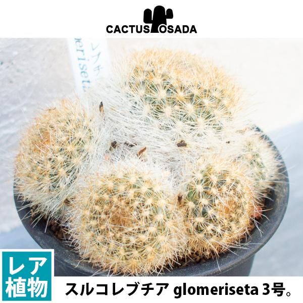 スルコレブチア Glomerisetaの通信販売 ネットショップ 観葉植物 多肉植物 塊根植物の通販 ネットショップの The Farm Universal Online Store スルコレブチア Glomerisetaの通信販売 ネットショップ 観葉植物 多肉植物 塊根植物の通販 ネットショップの The Farm Universal Online Store
