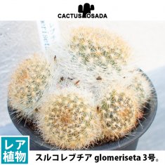 レブチア 瑠璃鳥の通信販売・ネットショップ｜観葉植物・多肉植物、塊根植物の通販・ネットショップの『the Farm UNIVERSAL ONLINE  STORE』