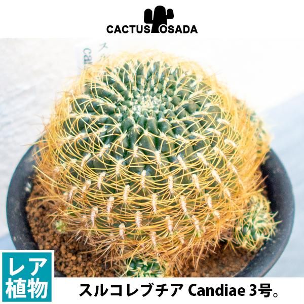 スルコレブチア Candiaeの通信販売 ネットショップ 観葉植物 多肉植物 塊根植物の通販 ネットショップの The Farm Universal Online Store