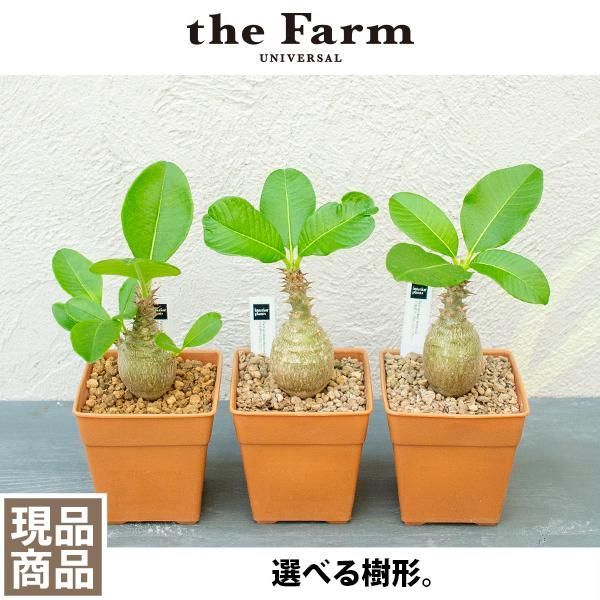 多肉植物 パキポディウム ウィンゾリー | tradexautomotive.com