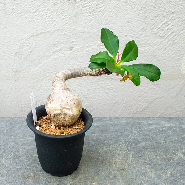 ユーフォルビア ラメナ 3号 - 観葉植物・多肉植物・塊根植物の通販