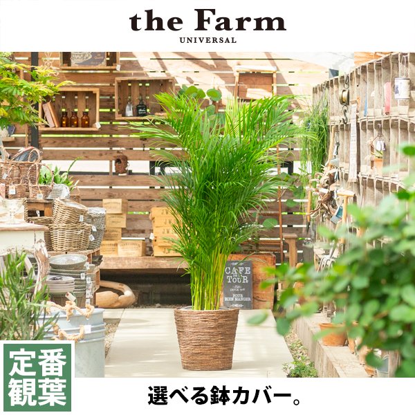 アレカヤシの通信販売 ネットショップ 観葉植物 多肉植物 塊根植物の通販 ネットショップの The Farm Universal Online Store