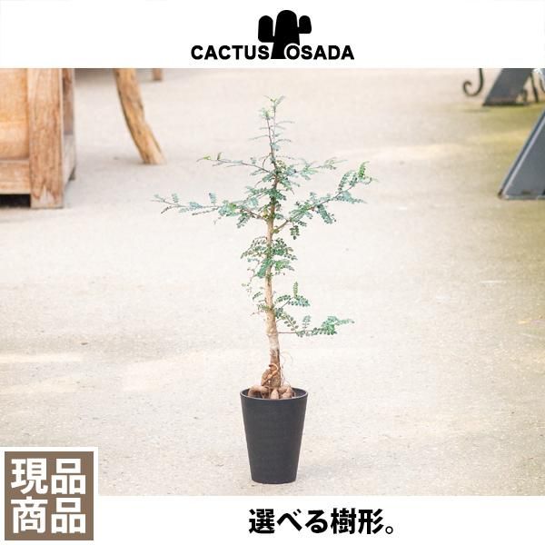 オペルクリカリア デカリーの通信販売・ネットショップ｜観葉植物