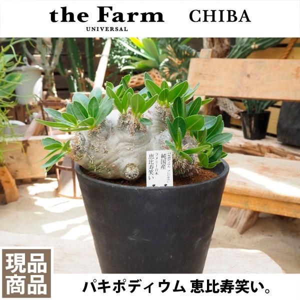 パキポディウム 恵比寿笑いの通信販売・ネットショップ｜観葉植物