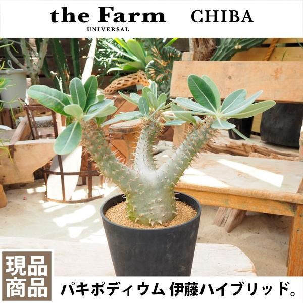 パキポディウム 伊藤ハイブリッドの通信販売・ネットショップ｜観葉植物・多肉植物、塊根植物の通販・ネットショップの『the Farm UNIVERSAL  ONLINE STORE』