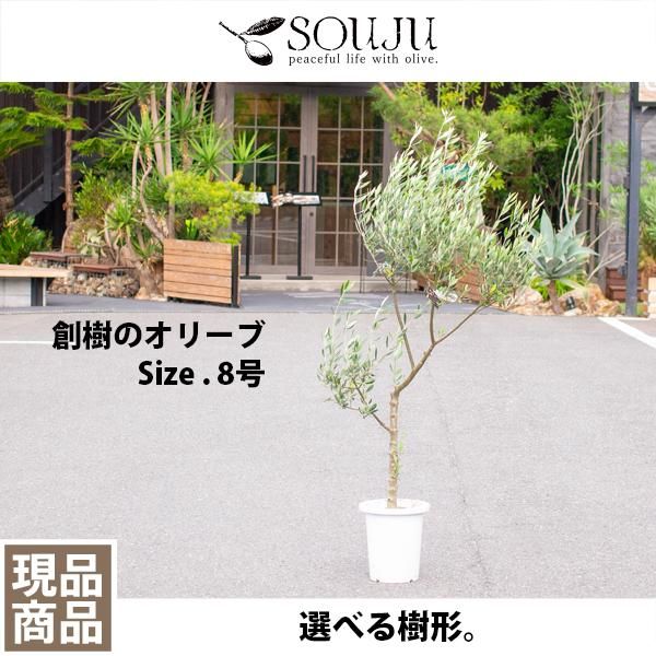 創樹のオリーブの通信販売 ネットショップ 観葉植物 多肉植物 塊根植物の通販 ネットショップの The Farm Universal Online Store