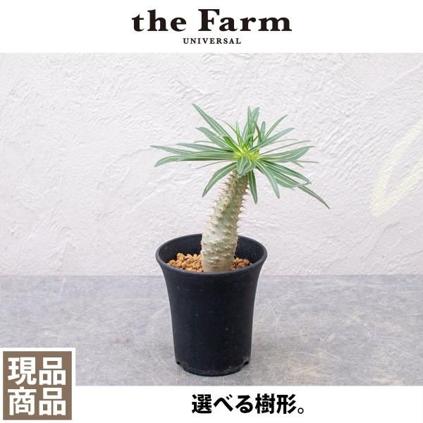 パキポディウム グラキリスの通信販売 ネットショップ 観葉植物 多肉植物 塊根植物の通販 ネットショップの The Farm Universal Online Store パキポディウム グラキリスの通信販売 ネットショップ 観葉植物 多肉植物 塊根植物の通販 ネットショップの The Farm Universal Online Store