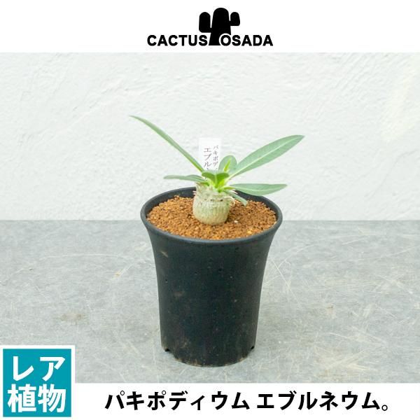 パキポディウム エブルネウムの通信販売・ネットショップ｜観葉植物・多肉植物、塊根植物の通販・ネットショップの『the Farm UNIVERSAL  ONLINE STORE』