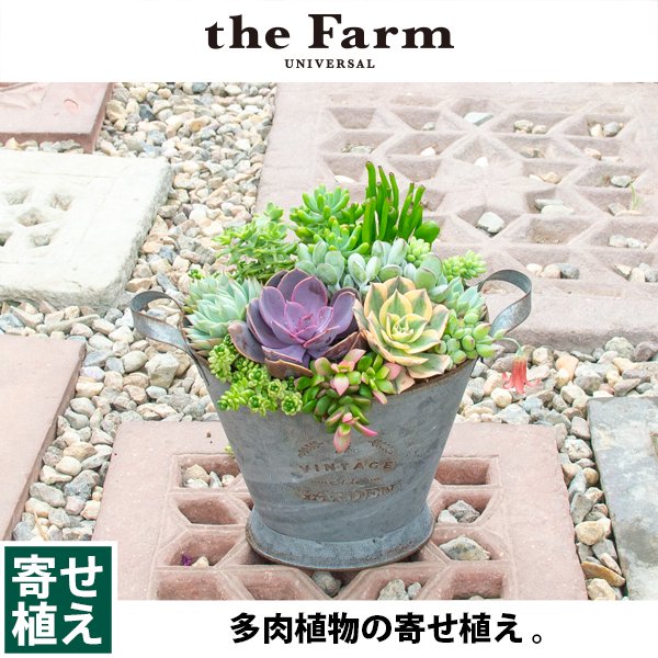 多肉植物の寄せ植えの通信販売・ネットショップ｜観葉植物・多肉植物