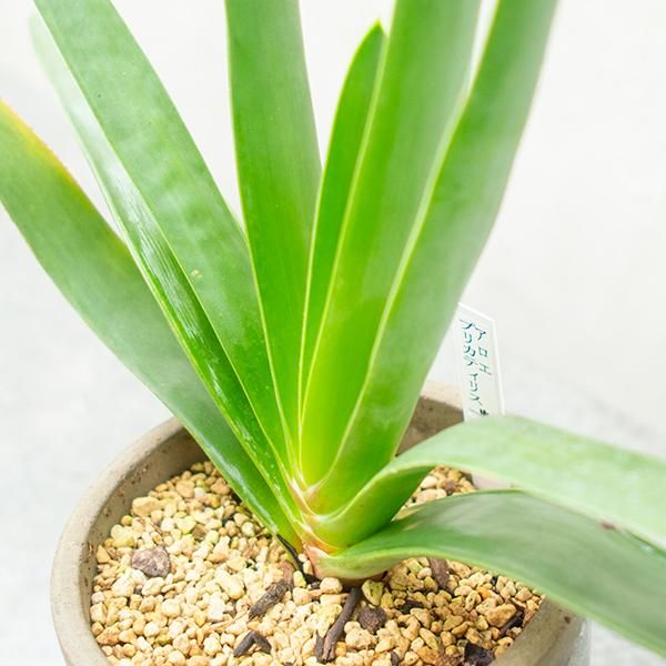 アロエ プリカティリスの通信販売 ネットショップ 観葉植物 多肉植物 塊根植物の通販 ネットショップの The Farm Universal Online Store アロエ プリカティリスの通信販売 ネットショップ 観葉植物 多肉植物 塊根植物の通販 ネットショップの The Farm Universal Online Store