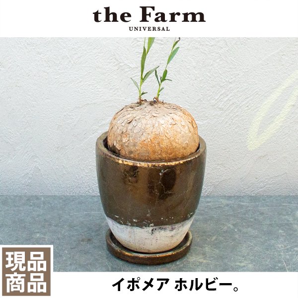 イポメア ホルビーの通信販売・ネットショップ｜観葉植物・多肉植物、塊根植物の通販・ネットショップの『the Farm UNIVERSAL ONLINE  STORE』