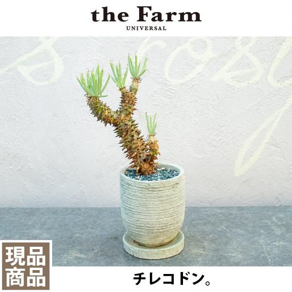 人気のチレコドンなどの塊根植物を通信販売 国内最大級のガーデンセンター The Farm Universal から人気の観葉植物 希少な塊根植物 珍しい多肉植物をお届けします