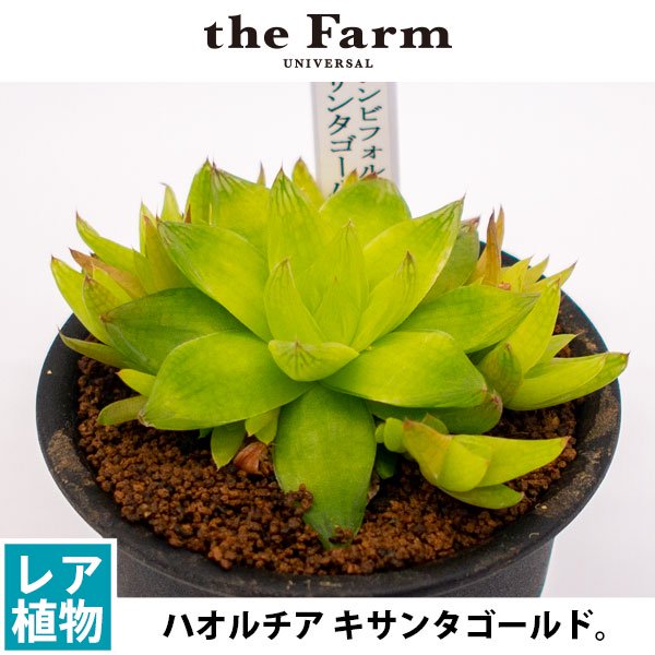 ハオルチア シンビフォルミス キサンタゴールドの通信販売・ネットショップ｜観葉植物・多肉植物、塊根植物の通販・ネットショップの『the Farm  UNIVERSAL ONLINE STORE』