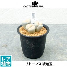 レアな多肉植物の通信販売・ネットショップ｜観葉植物・多肉植物、塊根植物の通販・ネットショップの『the Farm UNIVERSAL ONLINE  STORE』