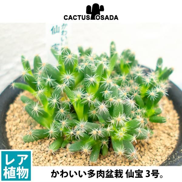 仙宝の通信販売 ネットショップ 観葉植物 多肉植物 塊根植物の通販 ネットショップの The Farm Universal Online Store