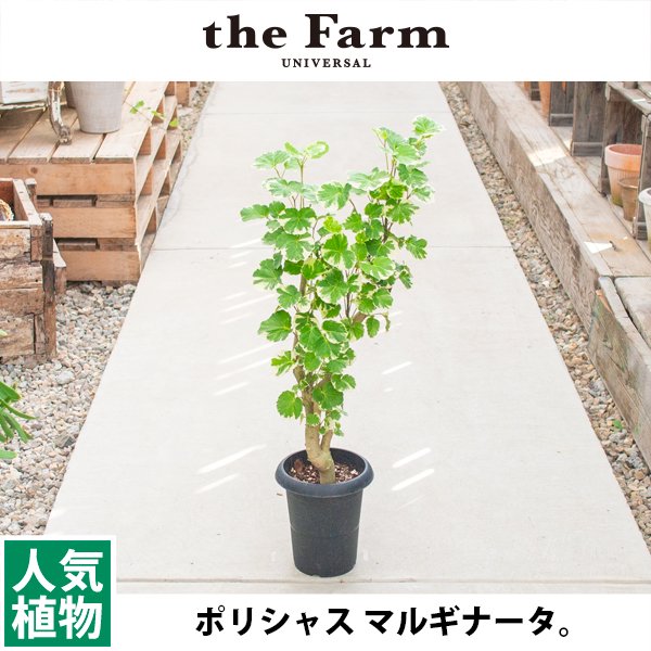 人気のポリシャス マルギナータなどの観葉植物を通信販売 - 国内最大級のガーデンセンター「the Farm UNIVERSAL」から人気の観葉植物 、希少な塊根植物、珍しい多肉植物をお届けします。