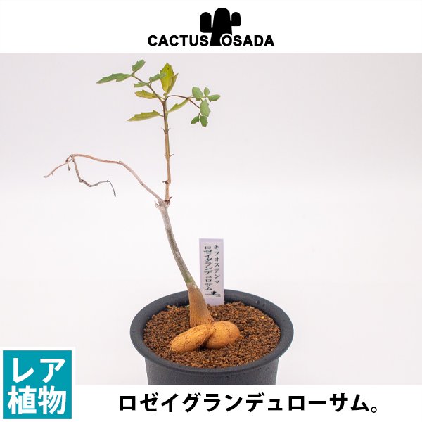 キフォステンマ ロゼイグランデュローサムの通信販売・ネットショップ｜観葉植物・多肉植物、塊根植物の通販・ネットショップの『the Farm  UNIVERSAL ONLINE STORE』