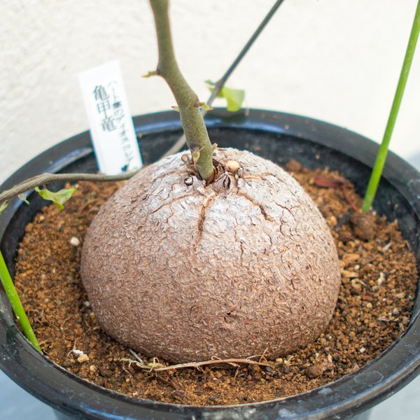 亀甲竜の通信販売・ネットショップ｜観葉植物・多肉植物、塊根植物の