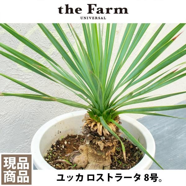 現品】ユッカ ロストラータ 8号鉢 Ⅱ - 観葉植物