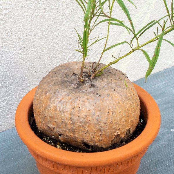 イポメア ホルビーの通信販売・ネットショップ｜観葉植物・多肉植物、塊根植物の通販・ネットショップの『the Farm UNIVERSAL ONLINE  STORE』