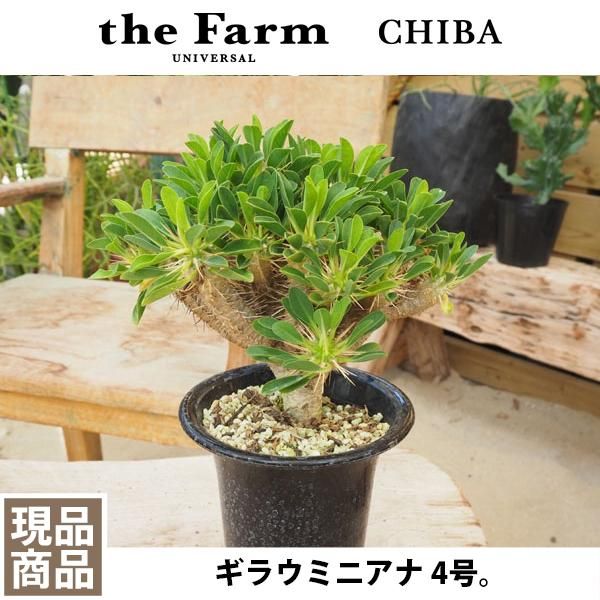 人気のユーフォルビア ギラウミニアナなどの塊根植物を通信販売 国内最大級のガーデンセンター The Farm Universal から人気の観葉植物 希少な塊根植物 珍しい多肉植物をお届けします