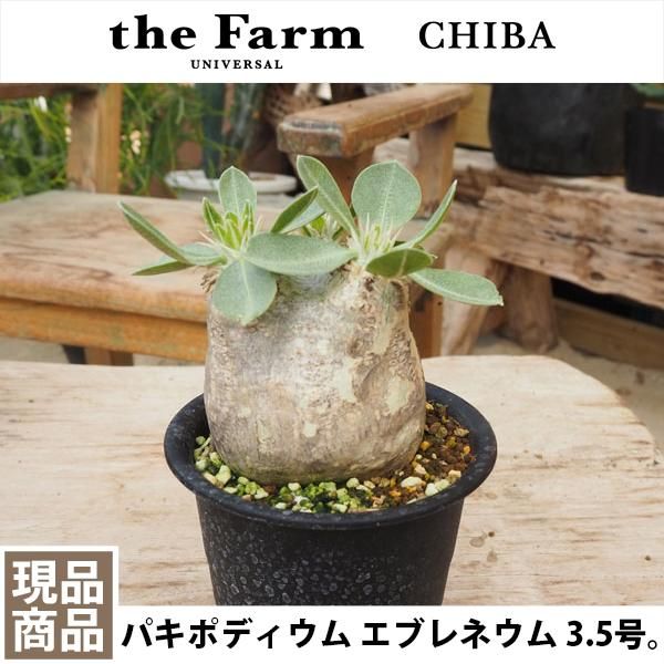 塊根植物 パキポディウム エブレネウム | gulatilaw.com