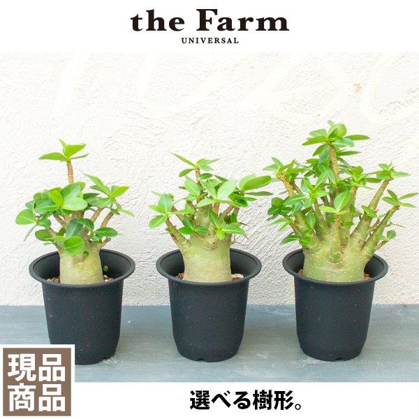 アデニウムの通信販売・ネットショップ｜観葉植物・多肉植物、塊根植物の通販・ネットショップの『the Farm UNIVERSAL ONLINE  STORE』