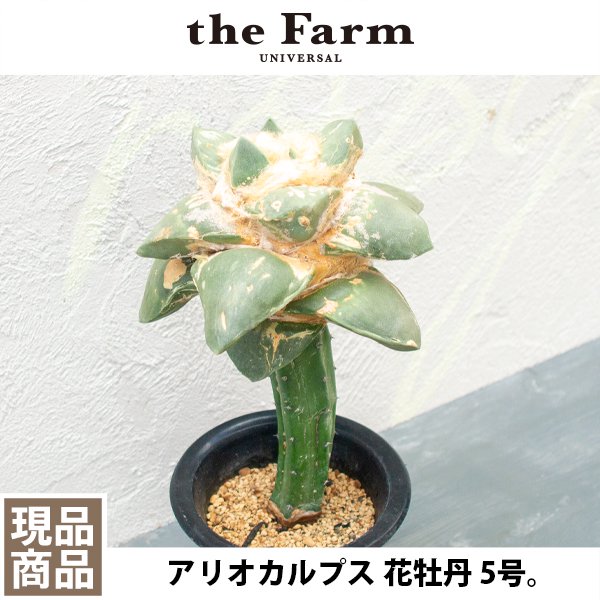 アリオカルプス 花牡丹の通信販売・ネットショップ｜観葉植物・多肉植物、塊根植物の通販・ネットショップの『the Farm UNIVERSAL  ONLINE STORE』