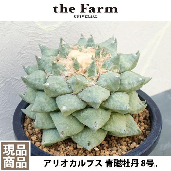 新種 トレバシスｘミアローズ 多肉植物 韓国苗多肉植物 - eonlinequran.com