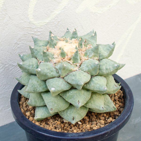 サボテン アリオカルプス 青磁牡丹 鉢付 - 植物/観葉植物