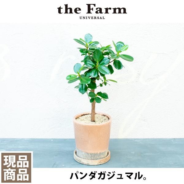 パンダ ガジュマルの通信販売 ネットショップ 観葉植物 多肉植物 塊根植物の通販 ネットショップの The Farm Universal Online Store