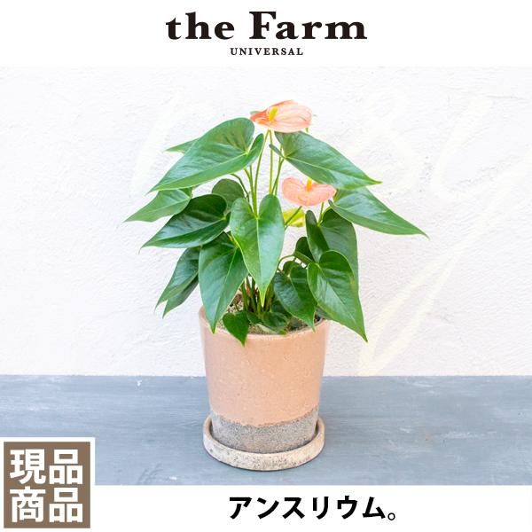 アンスリウムの通信販売 ネットショップ 観葉植物 多肉植物 塊根植物の通販 ネットショップの The Farm Universal Online Store