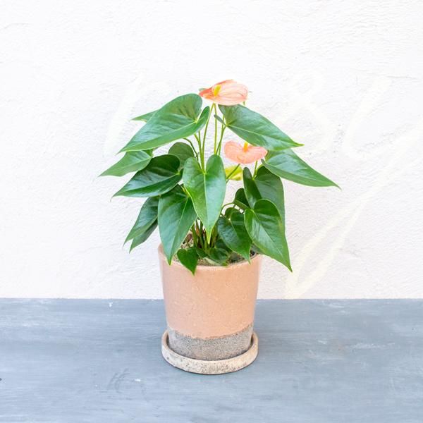アンスリウムの通信販売 ネットショップ 観葉植物 多肉植物 塊根植物の通販 ネットショップの The Farm Universal Online Store アンスリウムの通信販売 ネットショップ 観葉植物 多肉植物 塊根植物の通販 ネットショップの The Farm Universal Online Store