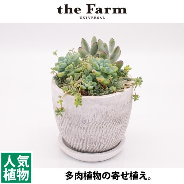 ☆多肉植物 寄せ植え〜ミッフィーとお花畑〜そのまま飾れます