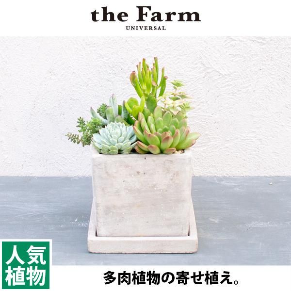 多肉植物の寄せ植えの通信販売 ネットショップ 観葉植物 多肉植物 塊根植物の通販 ネットショップの The Farm Universal Online Store