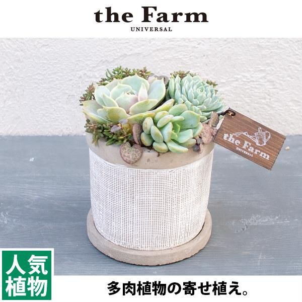 多肉植物の寄せ植えの通信販売 ネットショップ 観葉植物 多肉植物 塊根植物の通販 ネットショップの The Farm Universal Online Store