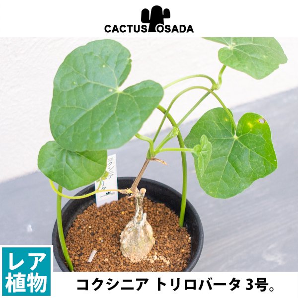 コクシニア トリロバータの通信販売・ネットショップ｜観葉植物・多肉植物、塊根植物の通販・ネットショップの『the Farm UNIVERSAL  ONLINE STORE』