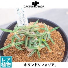 コクシニア トリロバータの通信販売・ネットショップ｜観葉植物・多肉植物、塊根植物の通販・ネットショップの『the Farm UNIVERSAL  ONLINE STORE』