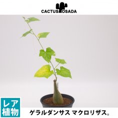 コクシニア トリロバータの通信販売・ネットショップ｜観葉植物・多肉植物、塊根植物の通販・ネットショップの『the Farm UNIVERSAL  ONLINE STORE』