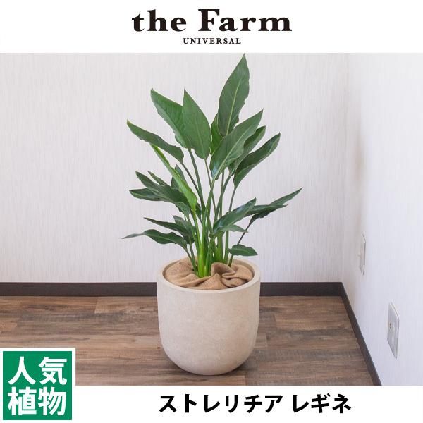 ストレリチア レギネの通信販売 ネットショップ 観葉植物 多肉植物 塊根植物の通販 ネットショップの The Farm Universal Online Store