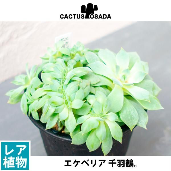 エケベリア 千羽鶴の通信販売 ネットショップ 観葉植物 多肉植物 塊根植物の通販 ネットショップの The Farm Universal Online Store