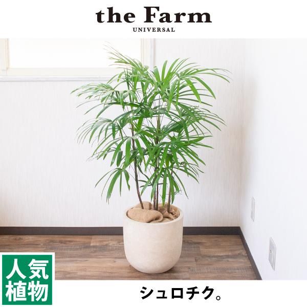 心に強く訴えるシュロチク 花言葉 すべての美しい花の画像 心に強く訴えるシュロチク 花言葉 すべての美しい花の画像