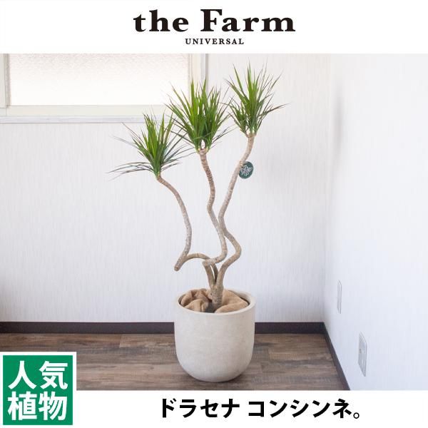 ドラセナ コンシンネの通信販売 ネットショップ 観葉植物 多肉植物 塊根植物の通販 ネットショップの The Farm Universal Online Store