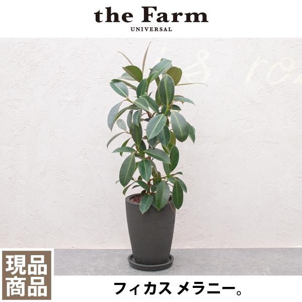 人気のフィカス メラニーなどの観葉植物を通信販売 国内最大級のガーデンセンター The Farm Universal から人気の観葉植物 希少な塊根 植物 珍しい多肉植物をお届けします