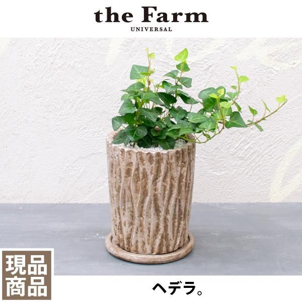 人気のヘデラなどの観葉植物を通信販売 国内最大級のガーデンセンター The Farm Universal から人気の観葉植物 希少な塊根植物 珍しい多肉植物をお届けします